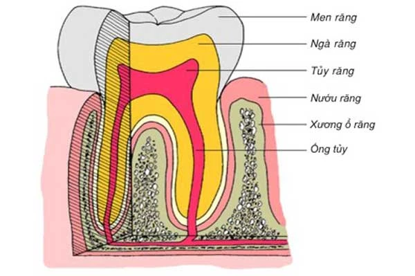 Sinh học tủy răng trong nha khoa phục hồi