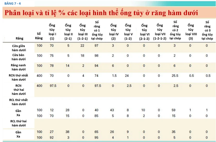 Giải phẫu ống tủy ( phần 1)