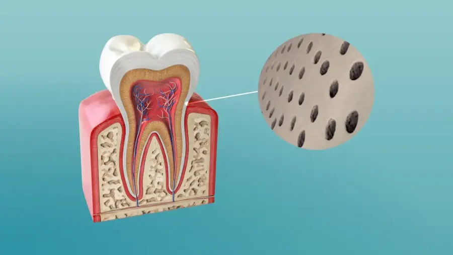 giải phẫu ống ngà